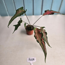 Load image into Gallery viewer, #R109 Funky Caladium