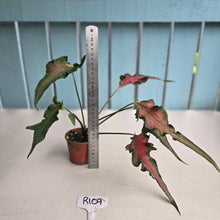 Load image into Gallery viewer, #R109 Funky Caladium