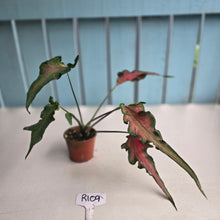 Load image into Gallery viewer, #R109 Funky Caladium