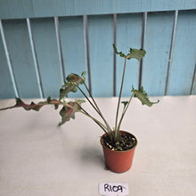 Load image into Gallery viewer, #R109 Funky Caladium