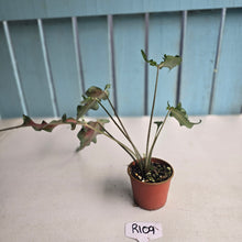 Load image into Gallery viewer, #R109 Funky Caladium