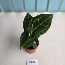 Load image into Gallery viewer, #R60 Two x Anthurium Crystallinum x