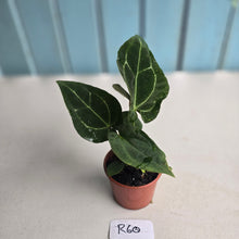 Load image into Gallery viewer, #R60 Two x Anthurium Crystallinum x