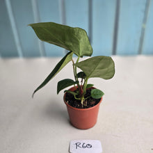 Load image into Gallery viewer, #R60 Two x Anthurium Crystallinum x