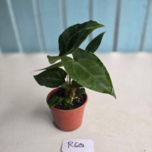 Load image into Gallery viewer, #R60 Two x Anthurium Crystallinum x