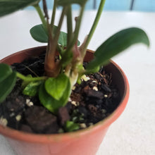 Load image into Gallery viewer, #R60 Two x Anthurium Crystallinum x