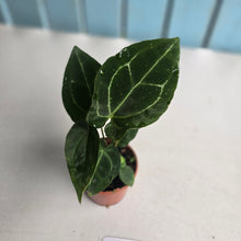 Load image into Gallery viewer, #R60 Two x Anthurium Crystallinum x