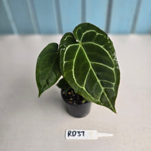 Load image into Gallery viewer, #RD37 Two x Anthurium Crystallinum x