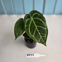 Load image into Gallery viewer, #RD37 Two x Anthurium Crystallinum x