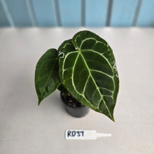 Load image into Gallery viewer, #RD37 Two x Anthurium Crystallinum x