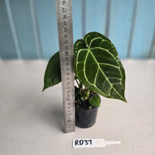 Load image into Gallery viewer, #RD37 Two x Anthurium Crystallinum x