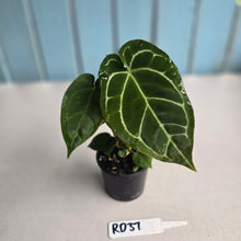 Load image into Gallery viewer, #RD37 Two x Anthurium Crystallinum x