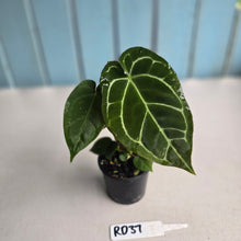 Load image into Gallery viewer, #RD37 Two x Anthurium Crystallinum x