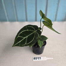 Load image into Gallery viewer, #RD37 Two x Anthurium Crystallinum x