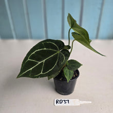 Load image into Gallery viewer, #RD37 Two x Anthurium Crystallinum x