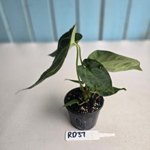 Load image into Gallery viewer, #RD37 Two x Anthurium Crystallinum x