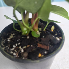 Load image into Gallery viewer, #RD37 Two x Anthurium Crystallinum x