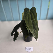 Load image into Gallery viewer, #R33 Anthurium Midnight Velvet x Crystallinum - With 2 x Pups
