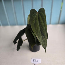 Load image into Gallery viewer, #R33 Anthurium Midnight Velvet x Crystallinum - With 2 x Pups