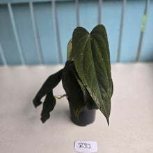 Load image into Gallery viewer, #R33 Anthurium Midnight Velvet x Crystallinum - With 2 x Pups