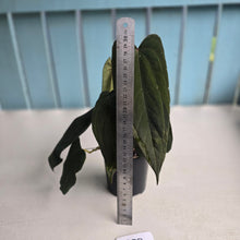 Load image into Gallery viewer, #R33 Anthurium Midnight Velvet x Crystallinum - With 2 x Pups