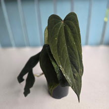 Load image into Gallery viewer, #R33 Anthurium Midnight Velvet x Crystallinum - With 2 x Pups