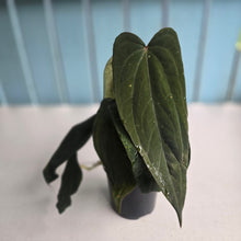 Load image into Gallery viewer, #R33 Anthurium Midnight Velvet x Crystallinum - With 2 x Pups