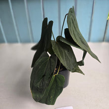 Load image into Gallery viewer, #R33 Anthurium Midnight Velvet x Crystallinum - With 2 x Pups
