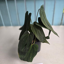 Load image into Gallery viewer, #R33 Anthurium Midnight Velvet x Crystallinum - With 2 x Pups