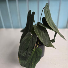 Load image into Gallery viewer, #R33 Anthurium Midnight Velvet x Crystallinum - With 2 x Pups