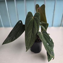 Load image into Gallery viewer, #R33 Anthurium Midnight Velvet x Crystallinum - With 2 x Pups