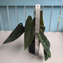 Load image into Gallery viewer, #R33 Anthurium Midnight Velvet x Crystallinum - With 2 x Pups