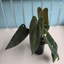 Load image into Gallery viewer, #R33 Anthurium Midnight Velvet x Crystallinum - With 2 x Pups