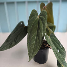 Load image into Gallery viewer, #R33 Anthurium Midnight Velvet x Crystallinum - With 2 x Pups