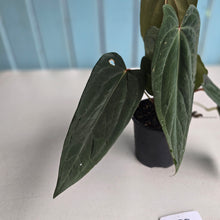 Load image into Gallery viewer, #R33 Anthurium Midnight Velvet x Crystallinum - With 2 x Pups