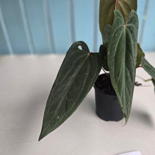 Load image into Gallery viewer, #R33 Anthurium Midnight Velvet x Crystallinum - With 2 x Pups