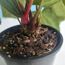 Load image into Gallery viewer, #R33 Anthurium Midnight Velvet x Crystallinum - With 2 x Pups