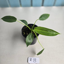 Load image into Gallery viewer, #R8 Philodendron Spiritus Sancti