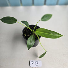 Load image into Gallery viewer, #R8 Philodendron Spiritus Sancti