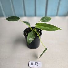 Load image into Gallery viewer, #R8 Philodendron Spiritus Sancti