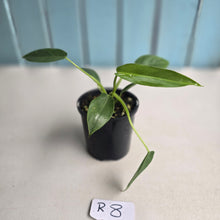 Load image into Gallery viewer, #R8 Philodendron Spiritus Sancti