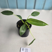 Load image into Gallery viewer, #R8 Philodendron Spiritus Sancti