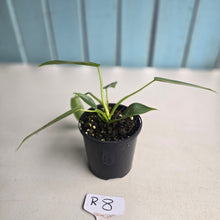 Load image into Gallery viewer, #R8 Philodendron Spiritus Sancti