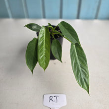 Load image into Gallery viewer, #RJ Philodendron Spiritus Sancti