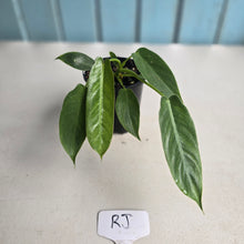 Load image into Gallery viewer, #RJ Philodendron Spiritus Sancti