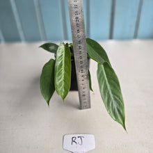 Load image into Gallery viewer, #RJ Philodendron Spiritus Sancti