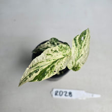 Load image into Gallery viewer, #RD28 Variegated Amydrium Medium