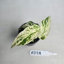 Load image into Gallery viewer, #RD28 Variegated Amydrium Medium