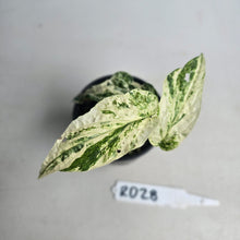 Load image into Gallery viewer, #RD28 Variegated Amydrium Medium