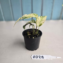 Load image into Gallery viewer, #RD28 Variegated Amydrium Medium